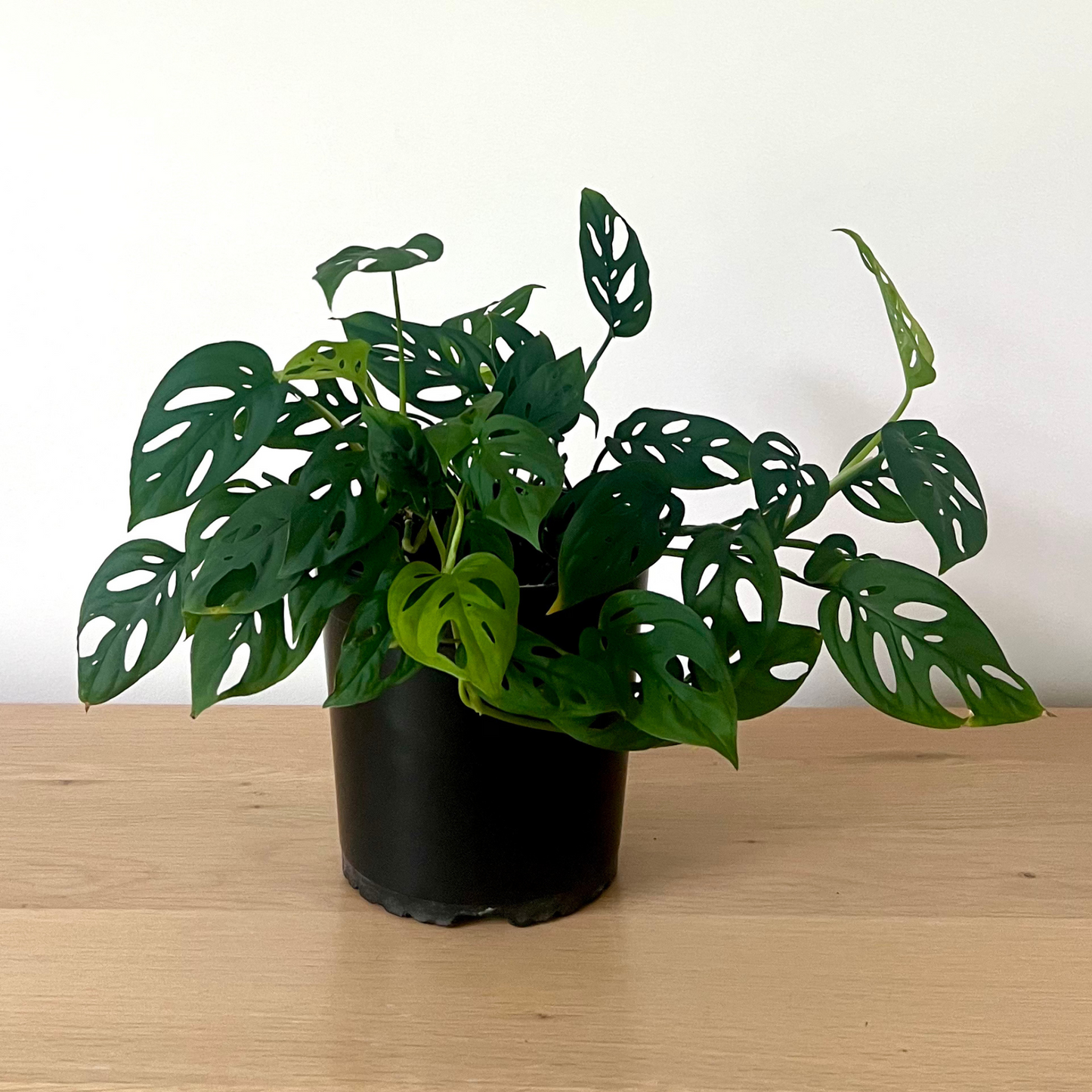 Swiss Cheese Plant 16cm