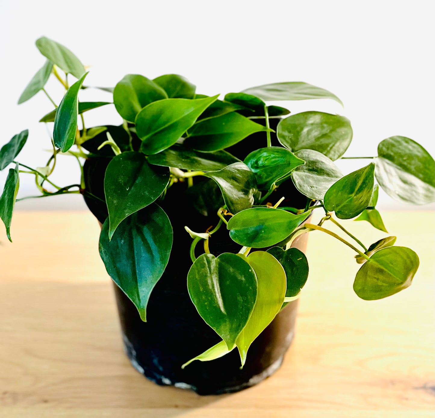 Heartleaf Philodendron
