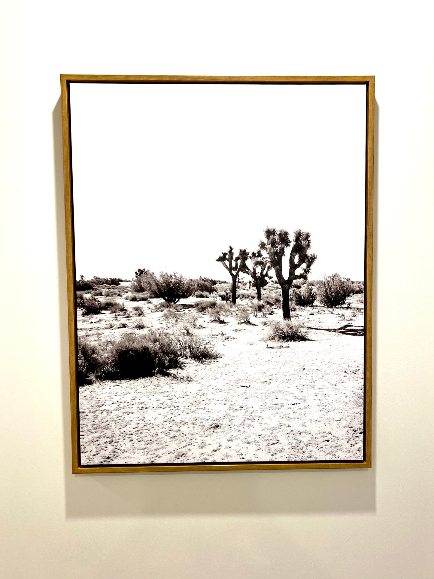 Framed Canvas Joshua Tree