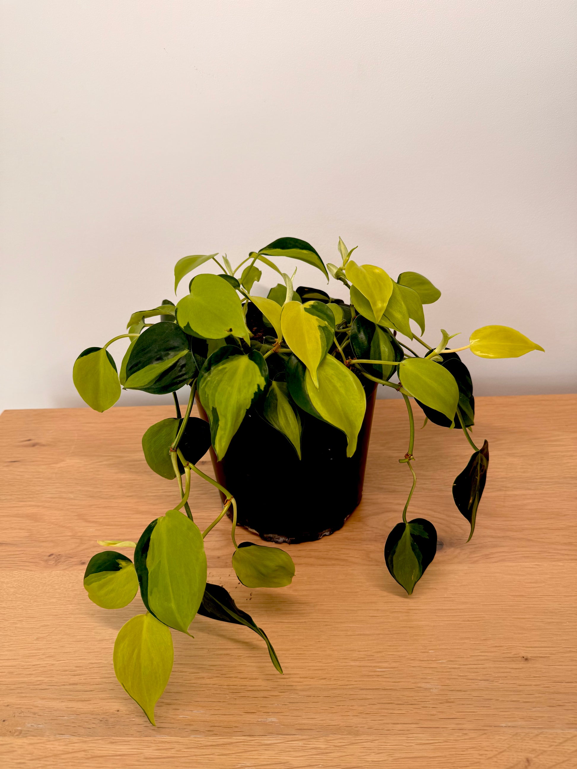 brasil philodendron nz Philodendron Brasil 16cm – littlegreeninteriors