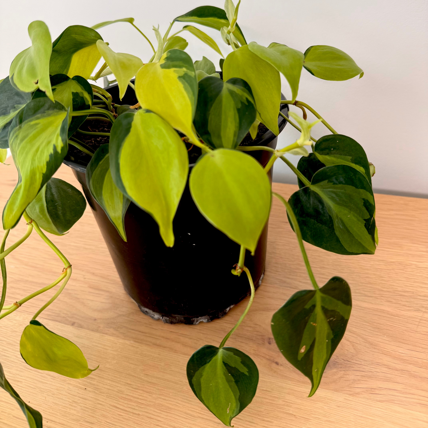 Philodendron Brasil 16cm