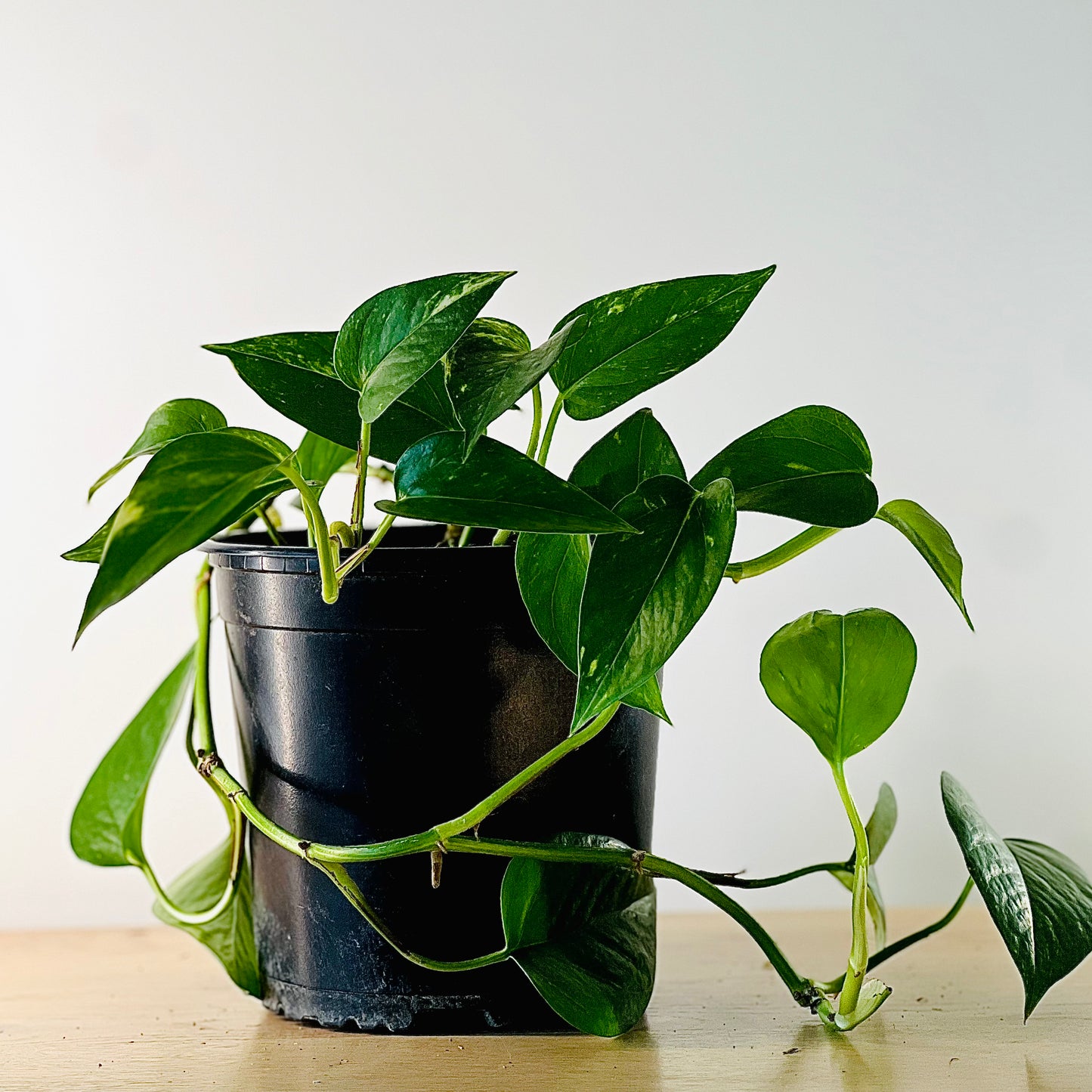 Golden Pothos