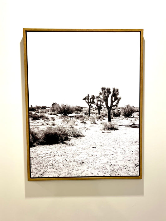Framed Canvas Joshua Tree